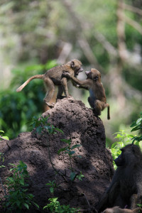 baboon cubs at Lake Manyara - Tanzania