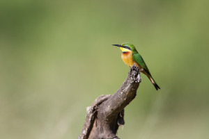 Birdsgallery Selous, Selous Game reserve Tanzania