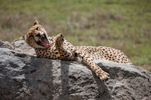 cheetah roaring Serengeti, Tanzania