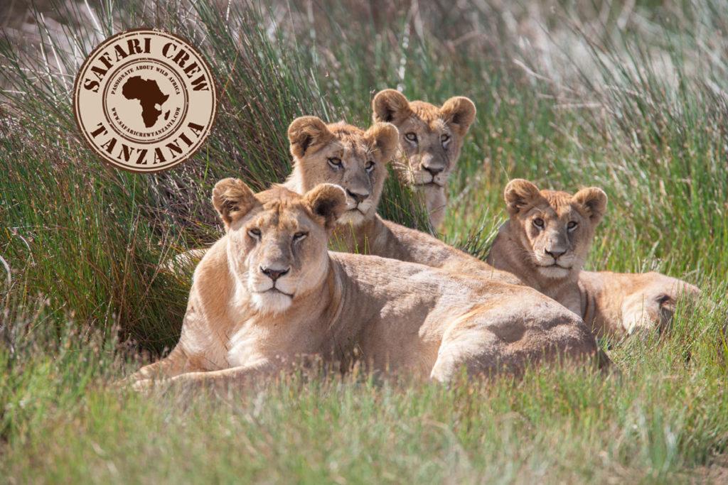Lions Pride Safari Crew Tanzania