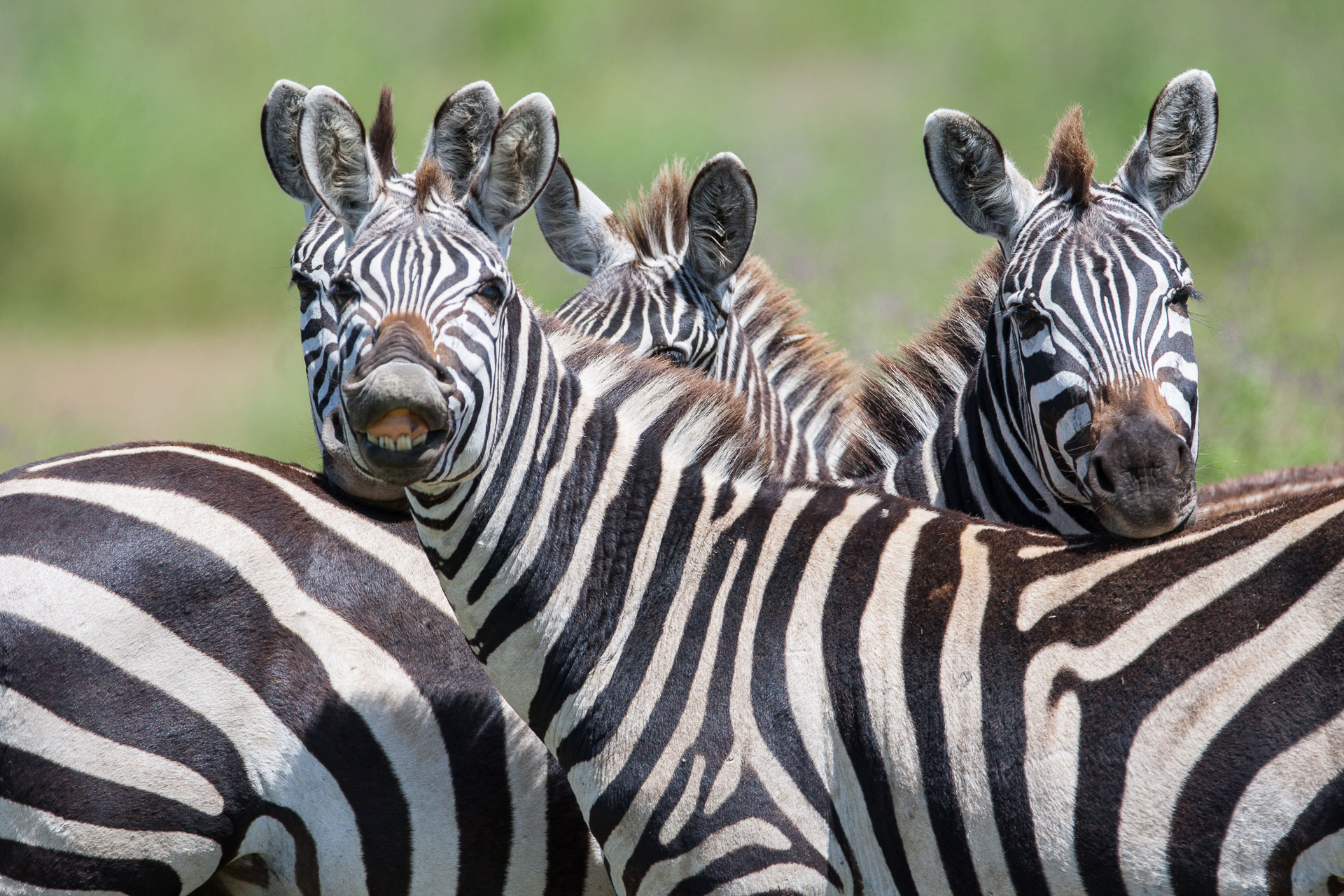 Herd of zebras at Ruaha National Park, Tanzania